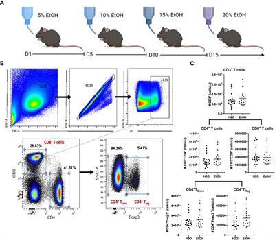 Impact of chronic alcohol exposure on conventional and regulatory murine T cell subsets